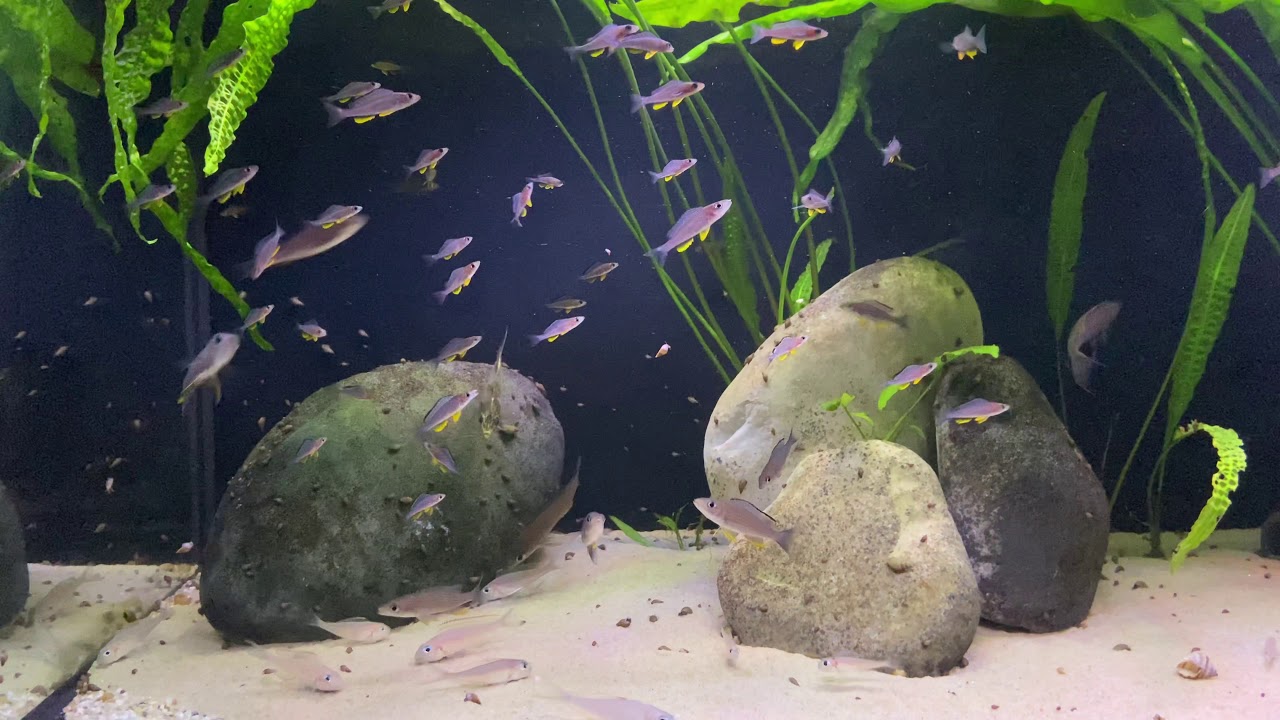 Xenotilapia & Paracyprichromis Tank