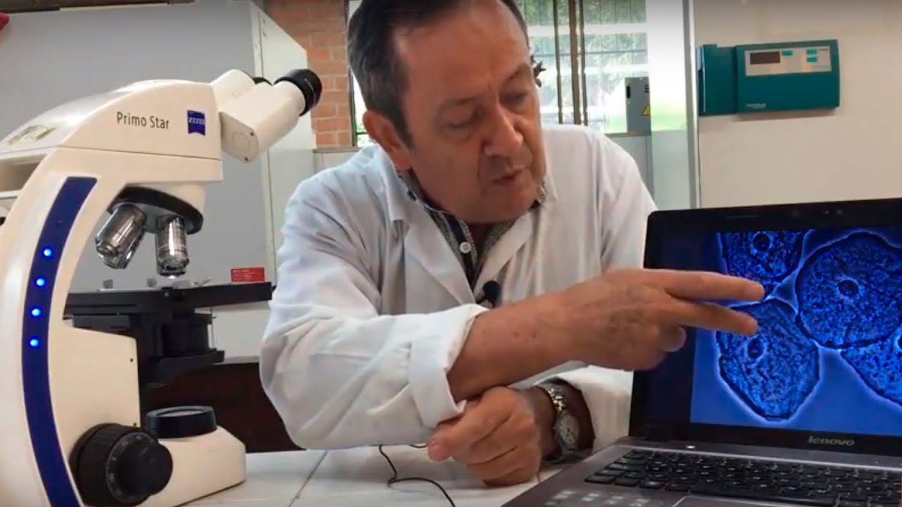 Cómo ver nuestras propias células al microscopio? Ver nuestras células epiteliales
