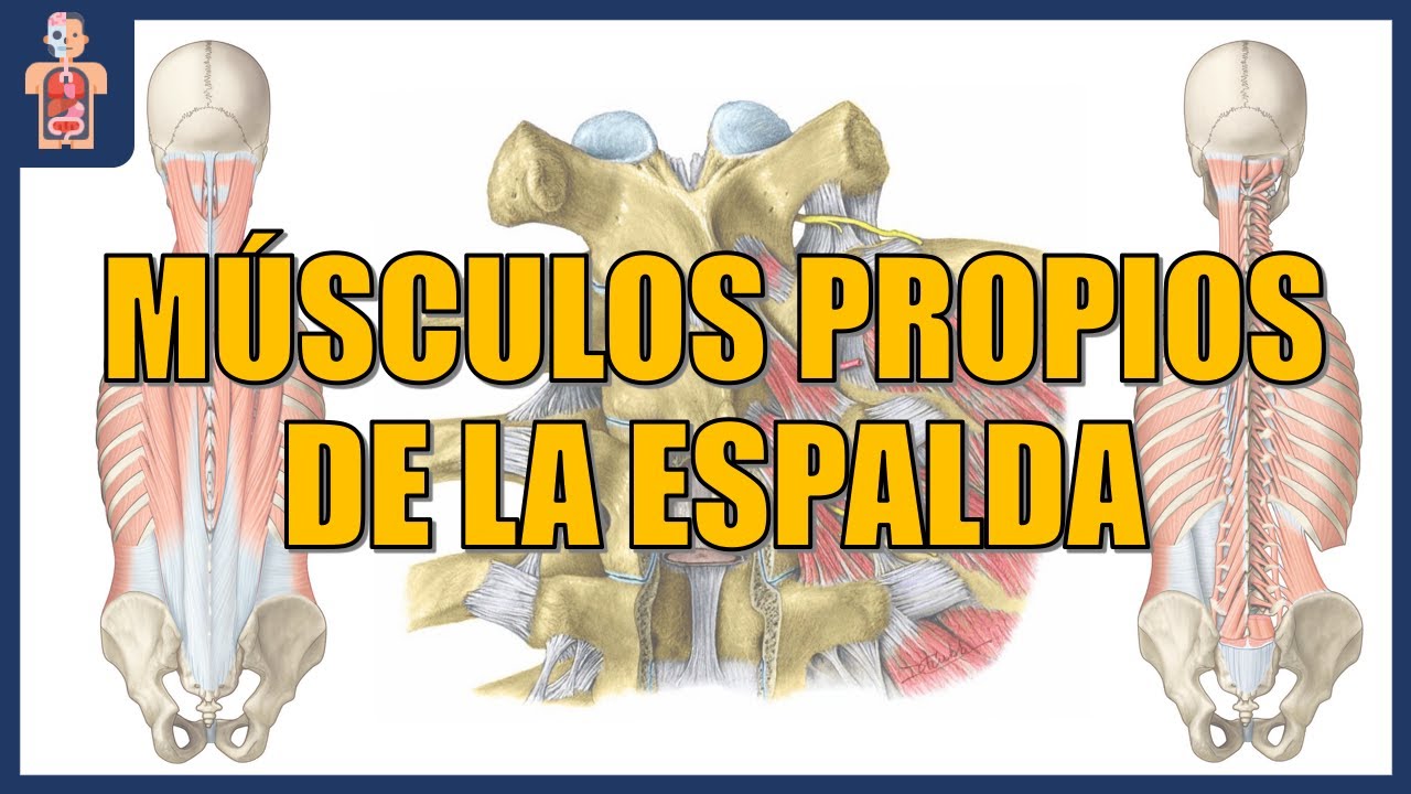 ANATOMÍA - MÚSCULOS PROPIOS DE LA ESPALDA (ESPLENIOS, ERECTOR DE LA COLUMNA, TRANSVERSO-ESPINOSOS)