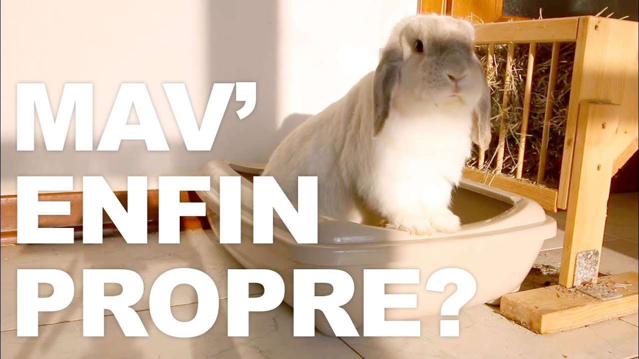J'ai enfin compris pourquoi mon lapin n'est pas propre !