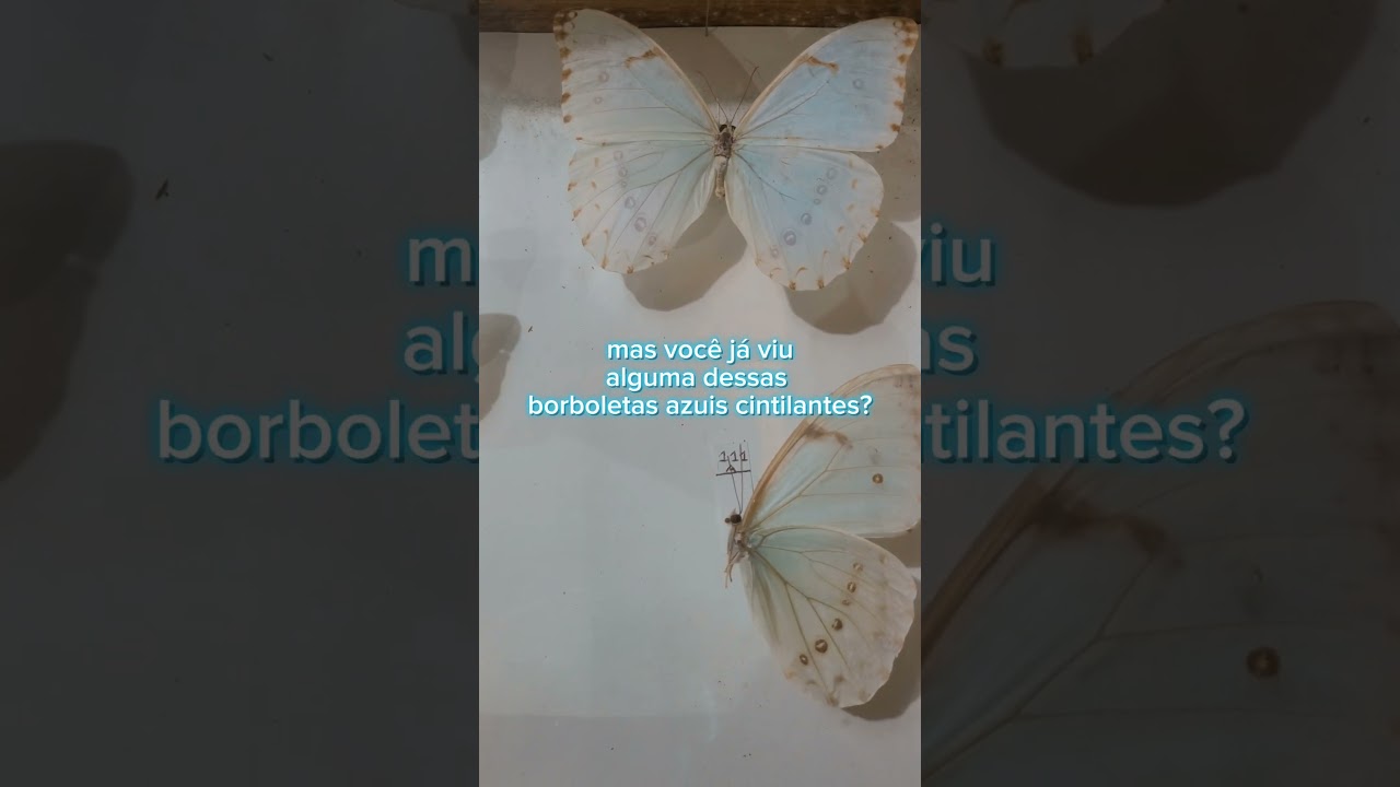 📌QUE BRILHO &Eacute; ESSE dessa borboleta azul 😮😮😮 #curiosidades #butterfly