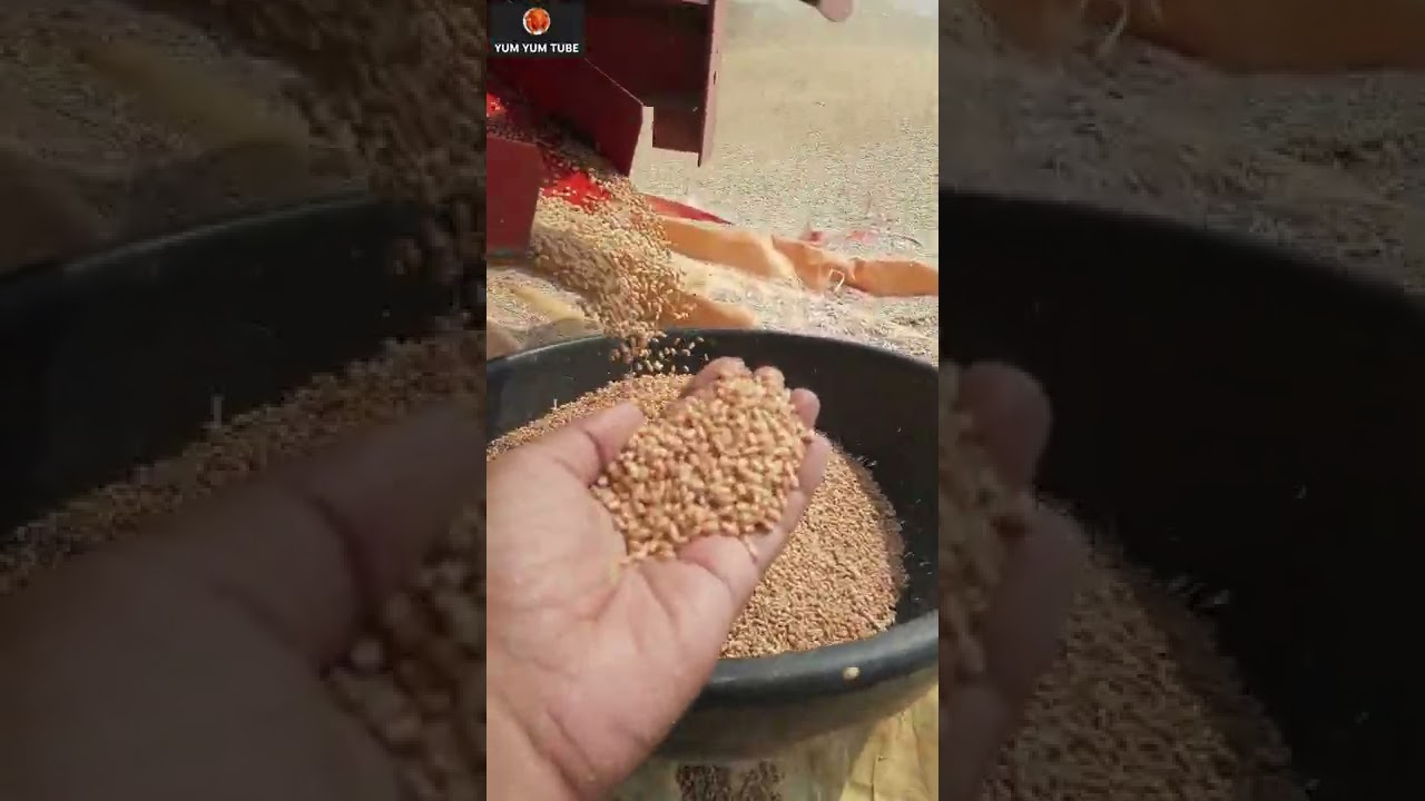 Wheat 🌾 threshing #shorts
