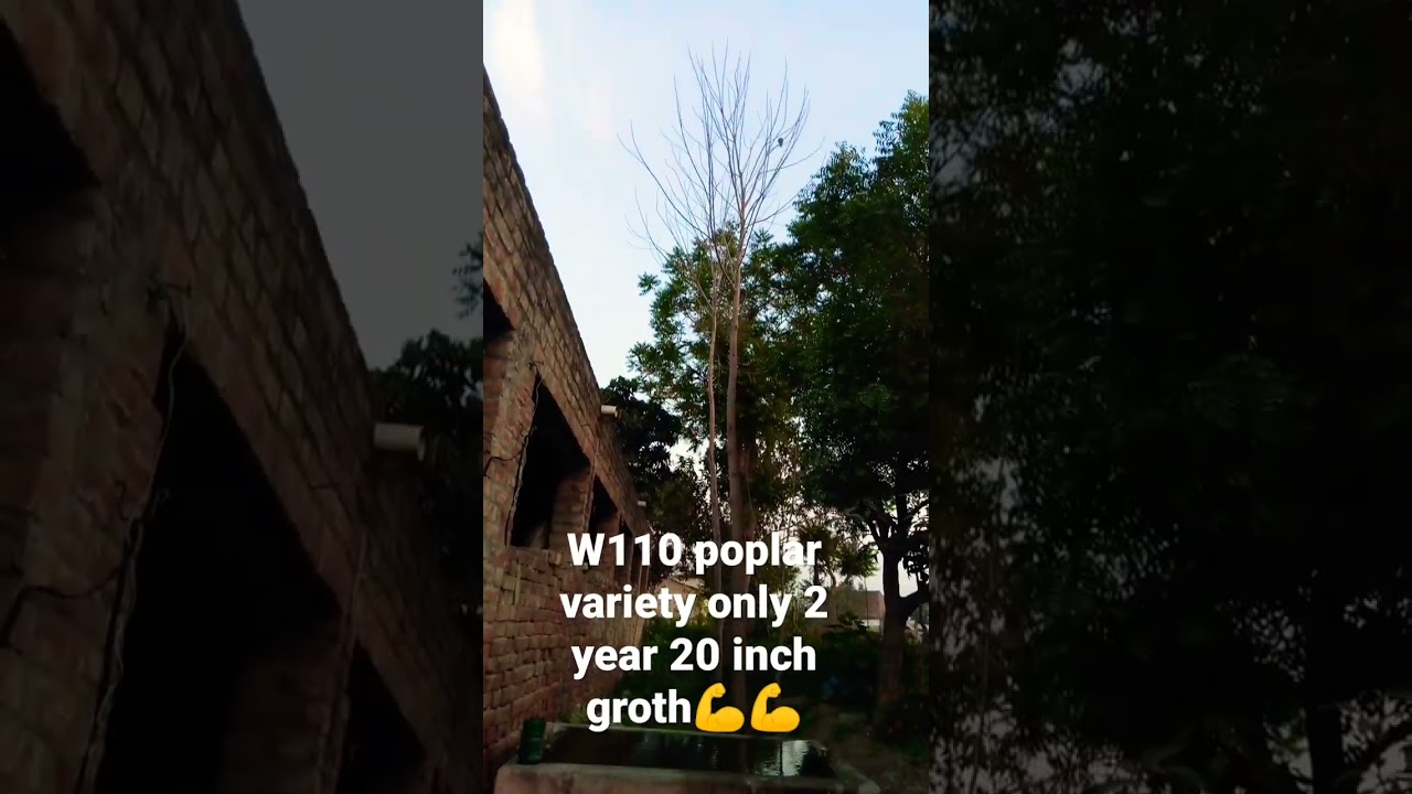 #poplar