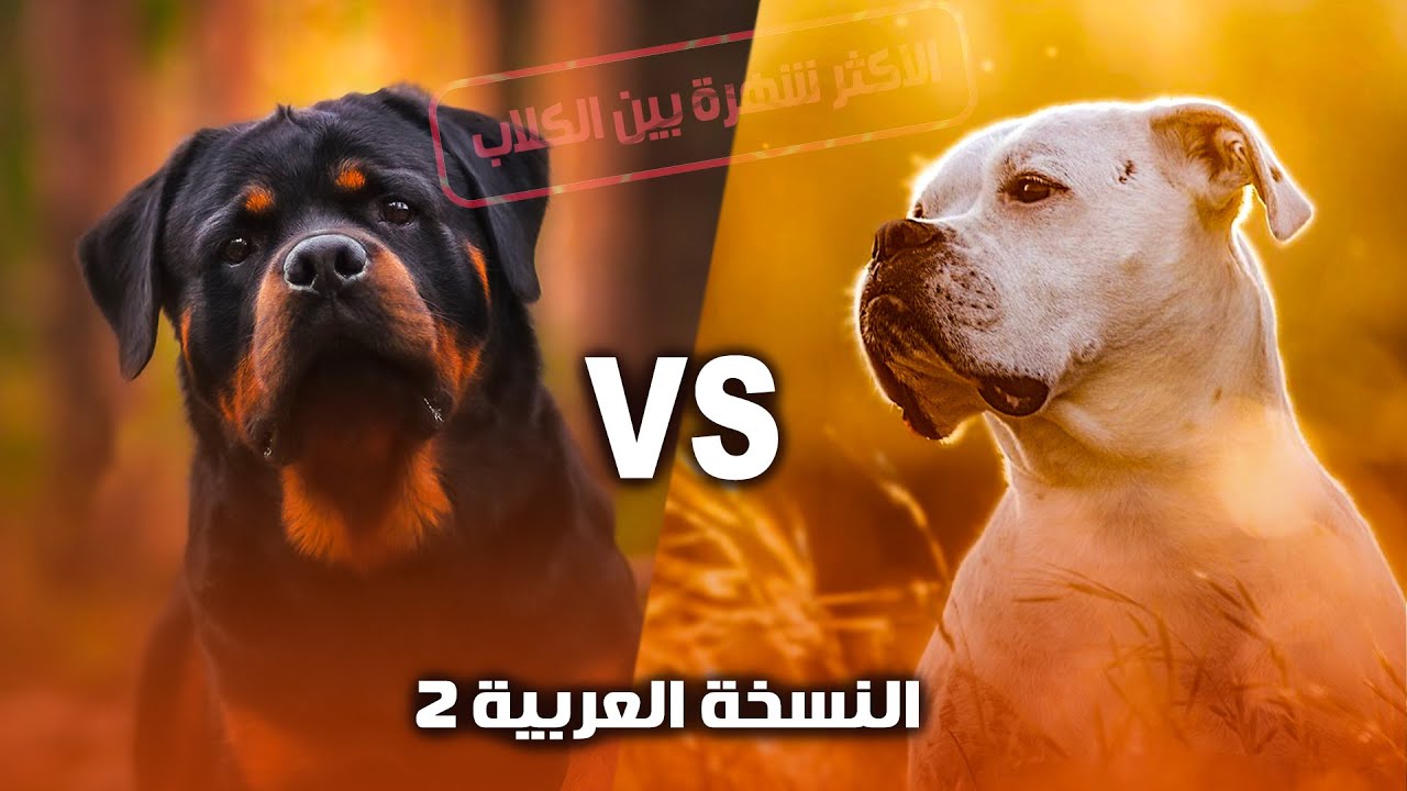 اشتري ده ولا ده 🤔 كلب الروت ويلار  ولا  كلب الدوجو الارجنتيني