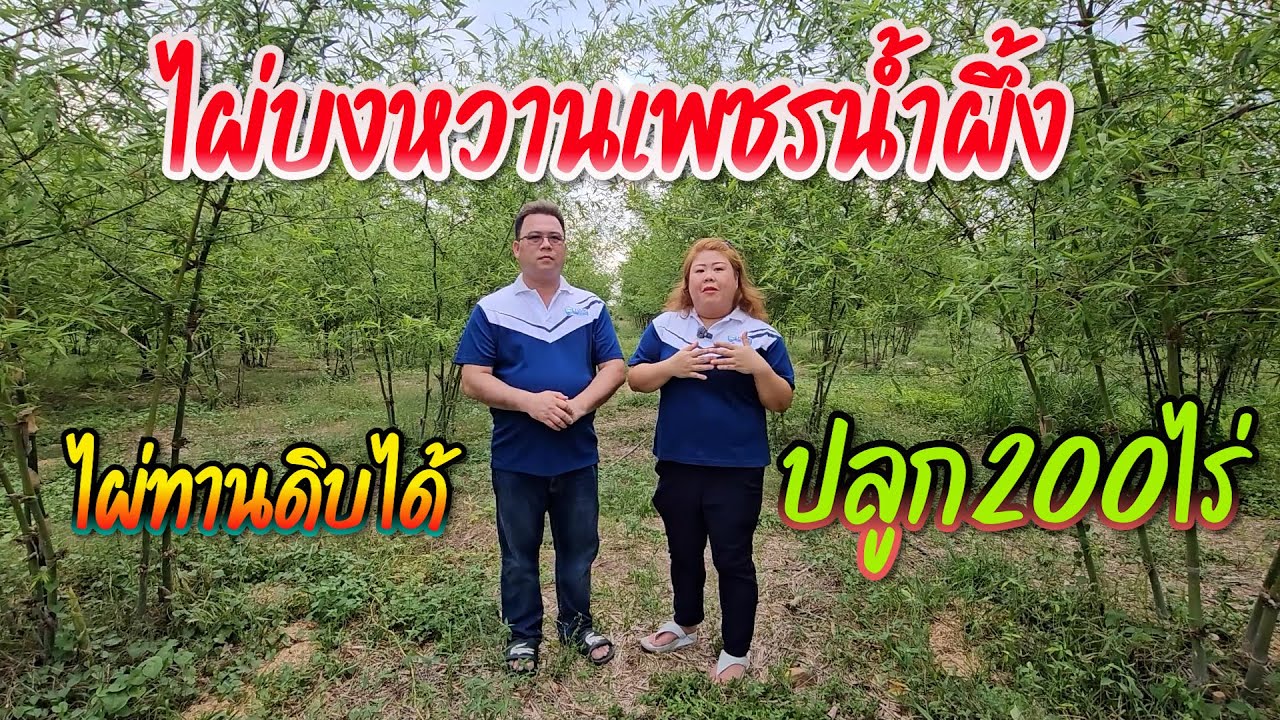 ปลูกไผ่บงหวานเพชรน้ำผึ้งในพื้นที่ 200 ไร่มากที่สุดในประเทศไทย