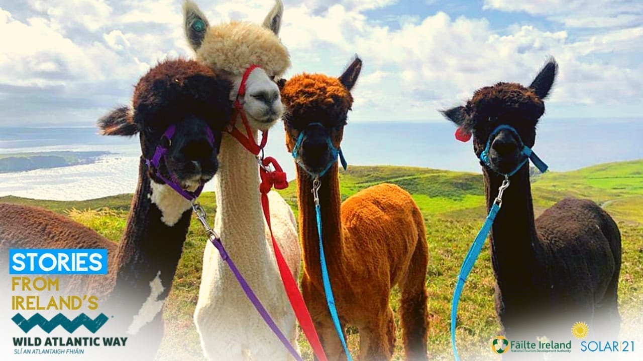 Chapter 3 : Alpacas in the Hills of Donegal