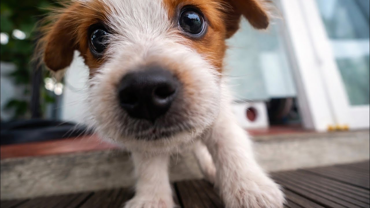 Playing with Puppies in Vietnam 