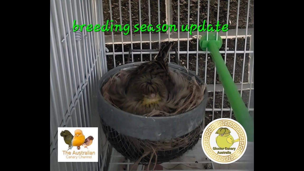 The Australian Canary Channel ( 14 )