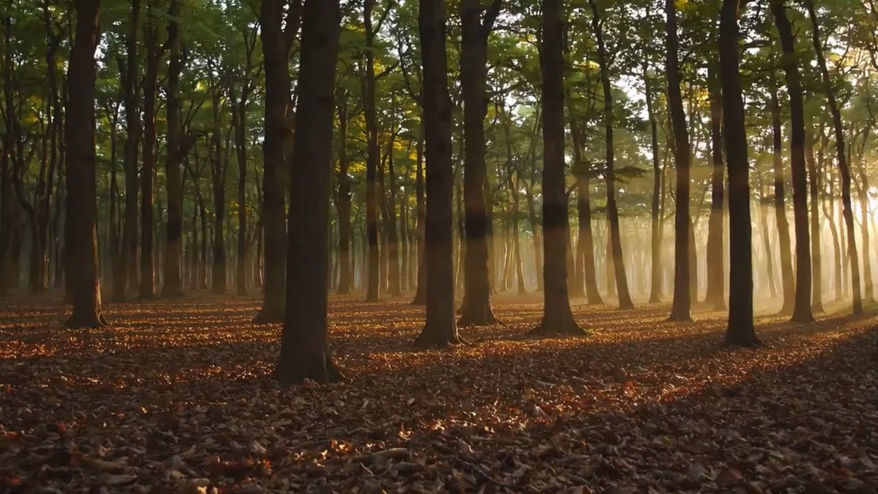 Fall Asleep to Peaceful Forest Ambience Tonight