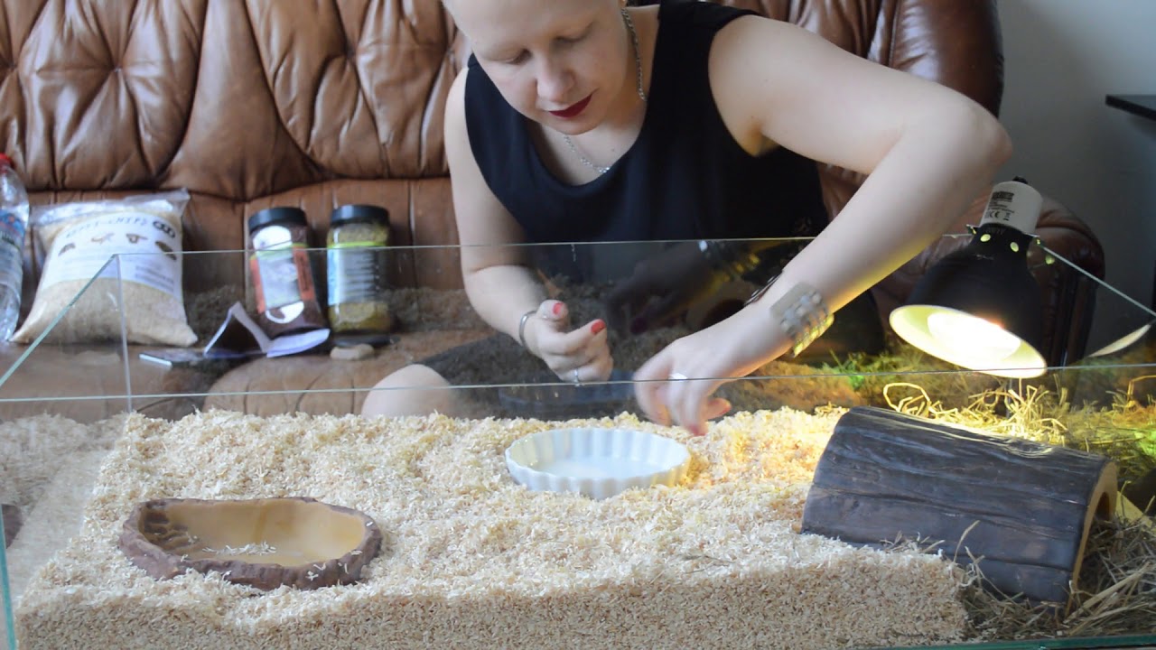 Installation de mon nouveau terrarium pour Tortue