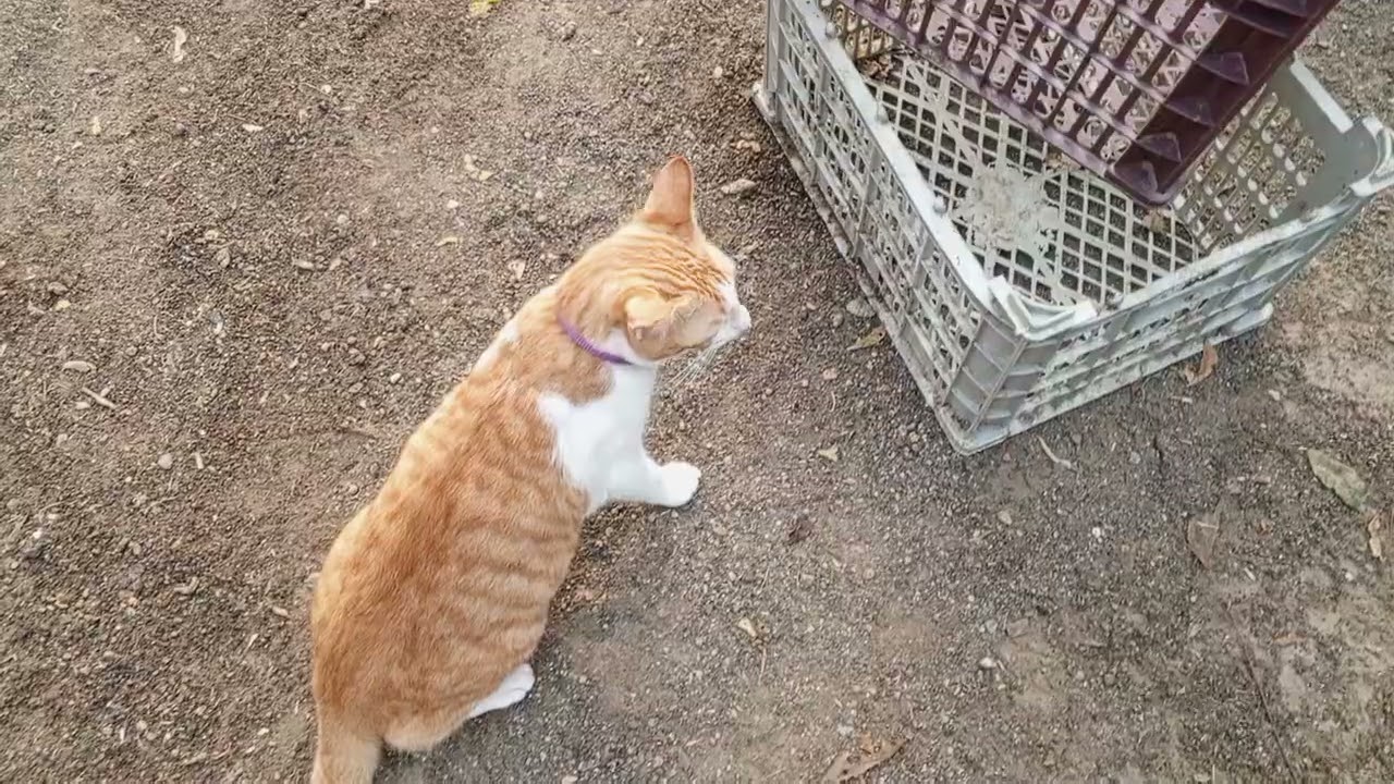 My kitten & neighbour cat 