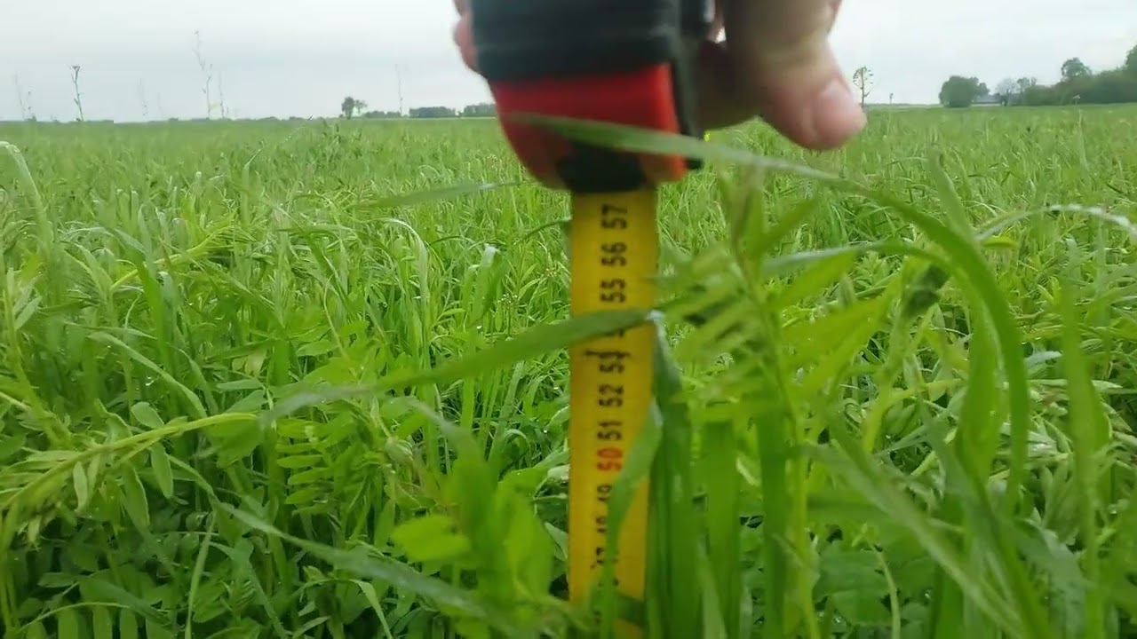 Mieszanka gorzowska🍀☘!  Bez nawożenia 💩 i sztucznego. Jak wygląda na 5 kasie👍.