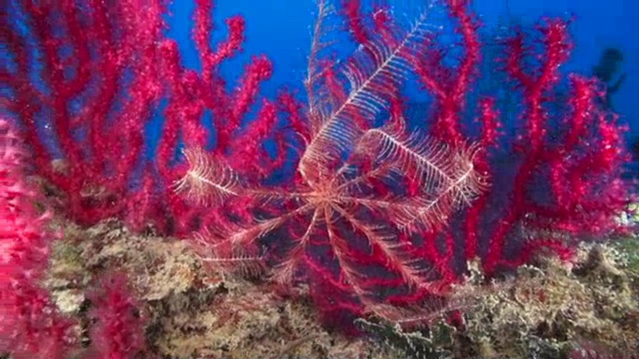 Le bellezze dal mare sotto Calignaia: qui il fondale è uno show