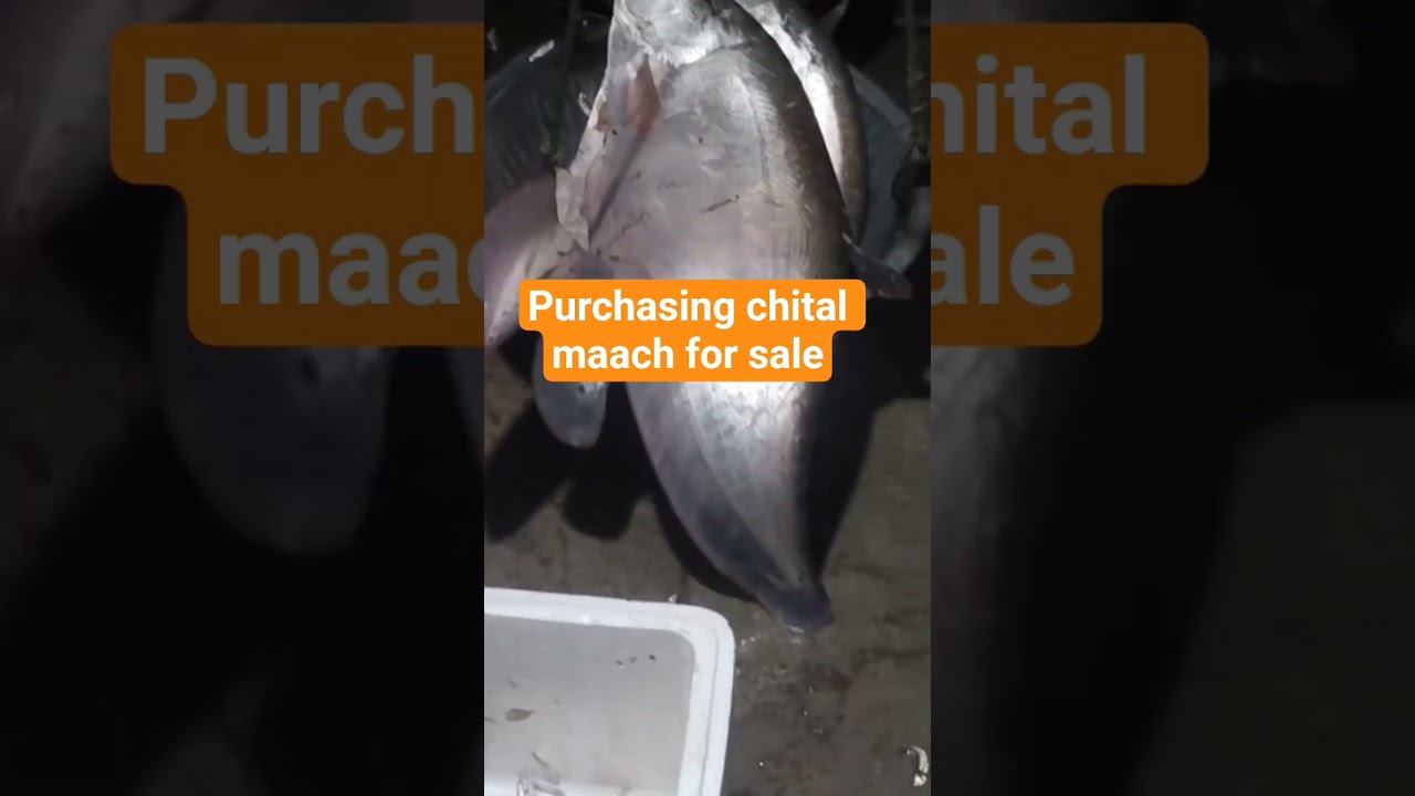 PURCHASING FOR CHITAL MAACH FOR SALE SUBHA SUBHA