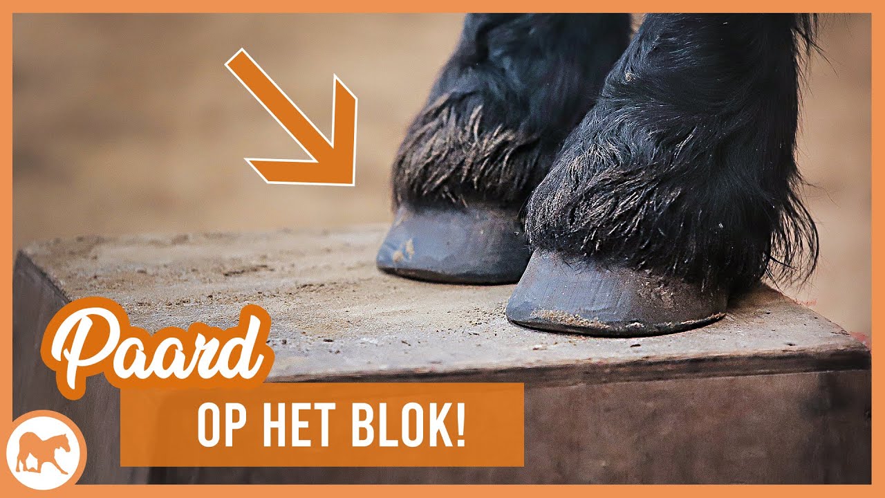 Vrijheidsdressuur op het blok!