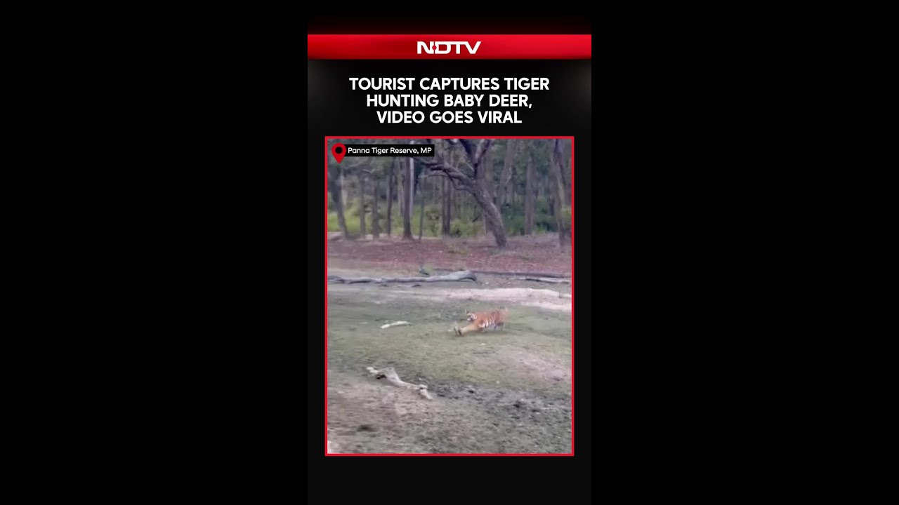 On Camera: Tourist Captures Tiger Hunting Baby Deer At Tiger Reserve, Video Goes Viral