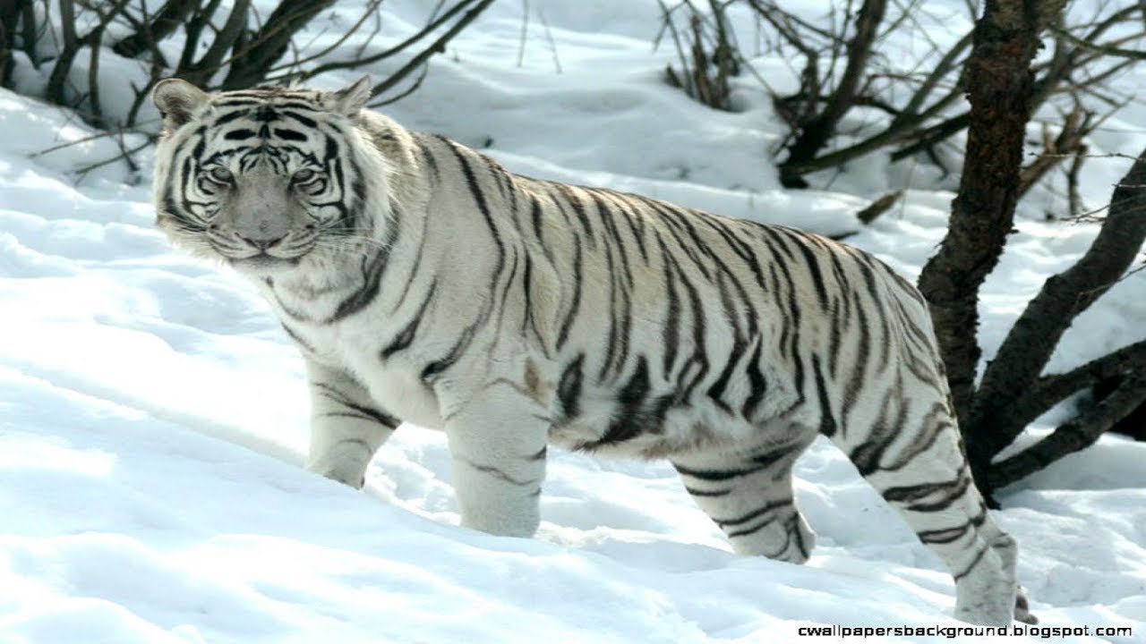 Snow tigers I Animal beautiful and fascinating I National Geographic