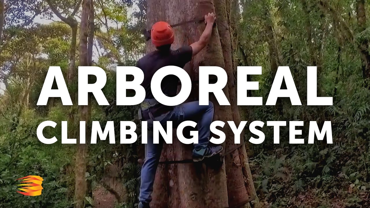 Arboreal Climbing System  |  Tree Climbing Adventures