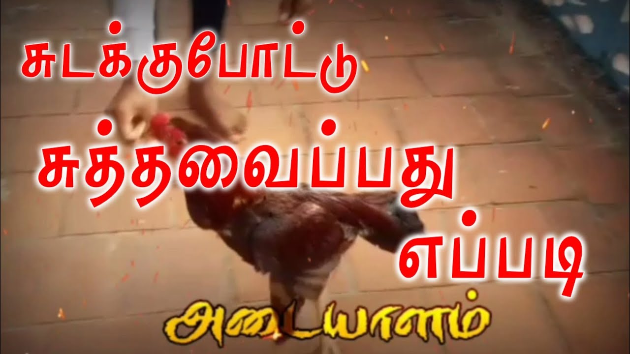 #சுடக்குபோட்டு சுமத்துவது #சேவல் சுடக்கு சுமத்துவது #சேவல் மரபு கலை #seval Marabu Kalai #sudaku