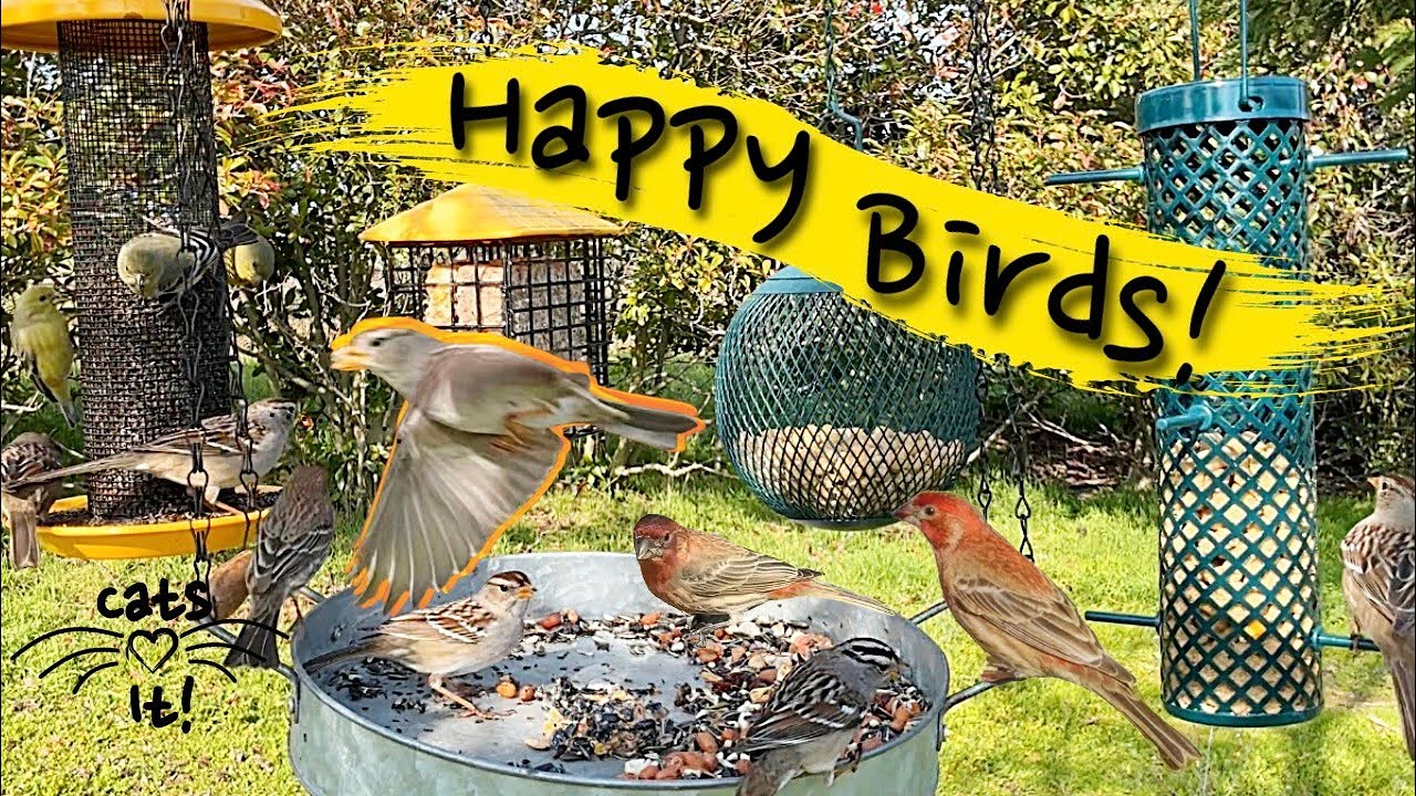 Backyard Bird Feeder #cat  #catvideo  #birdwatching