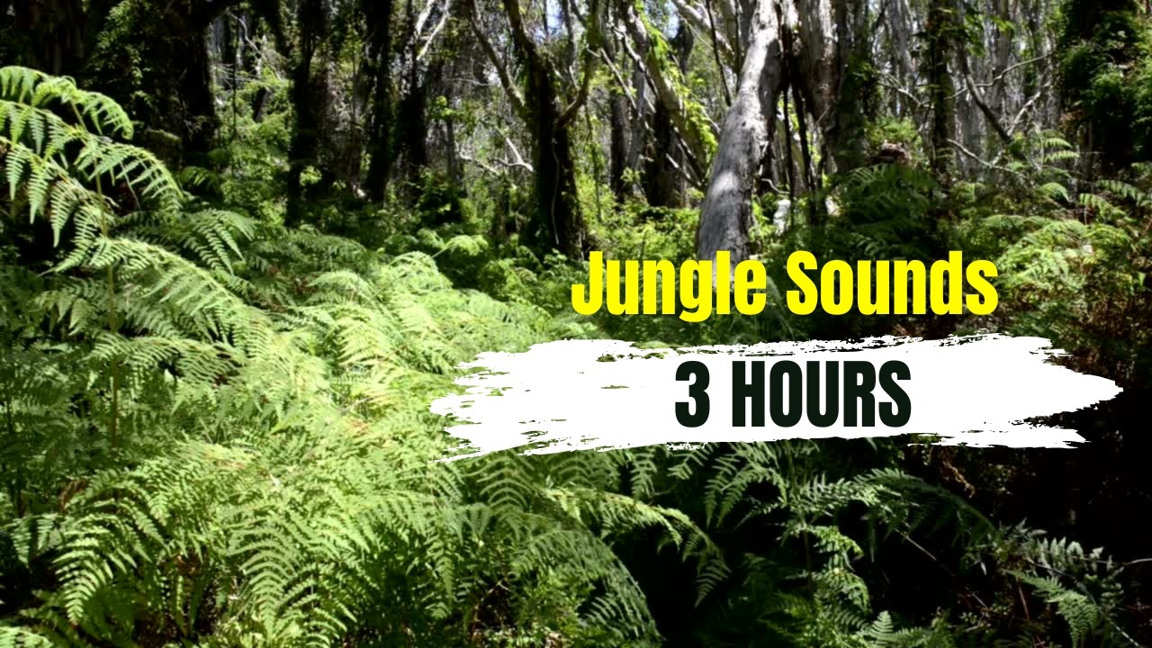 Jungle Sounds 🌿 Relaxing Birds Singing & Peaceful Nature Ambience (3 Hours)