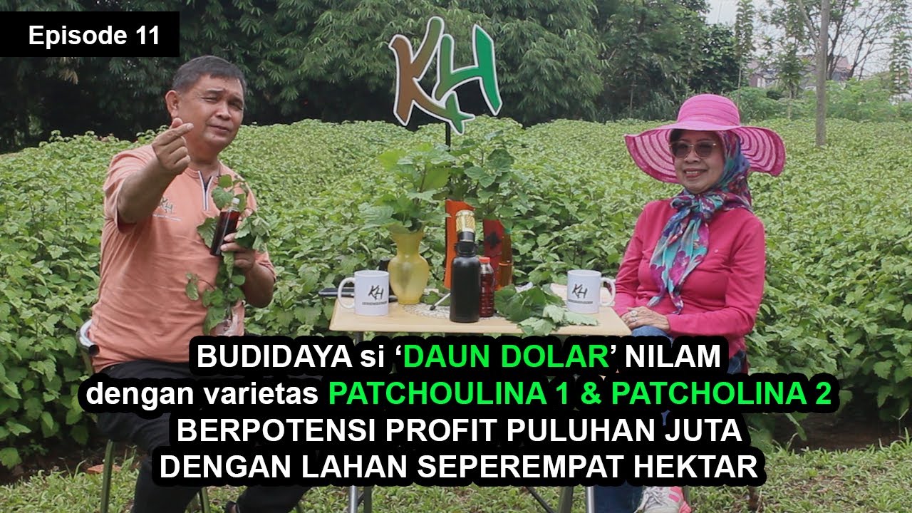 Varietas Unggul Penentu Suksesnya Bertanam Nilam