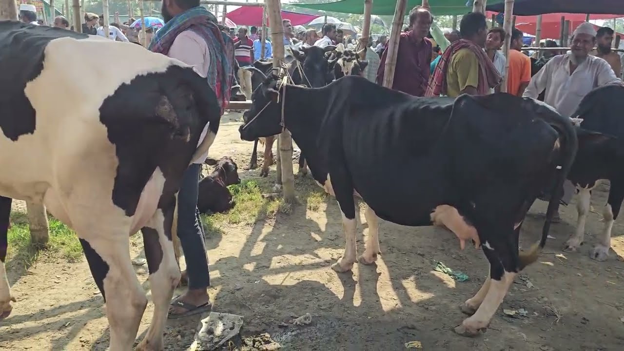 ২৬/০১/২০২৬ কুমিল্লার বিখ্যাত গরু বেপারিদের কাছ থেকে কম দামে ফ্রিজিয়ান ও শাহীওয়াল গাভী কিনুন।
