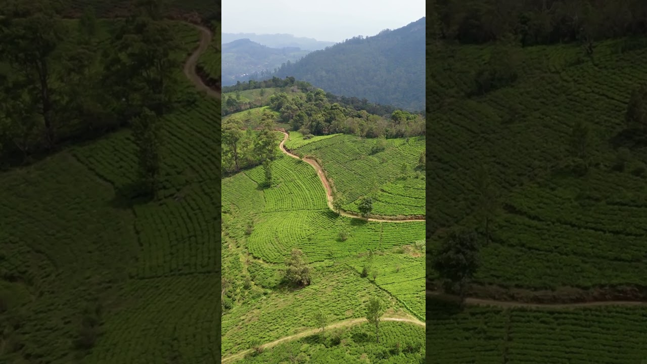 The Pekoe Trail | Long distance walking trail through the Central Highlands of Sri Lanka #pekoetrail