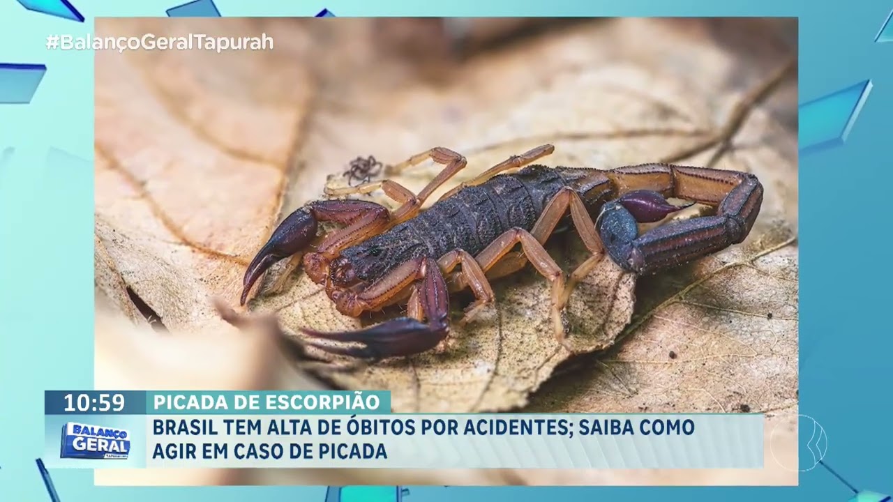 Brasil tem alta de óbitos por acidentes; saiba com agir caso for picada.