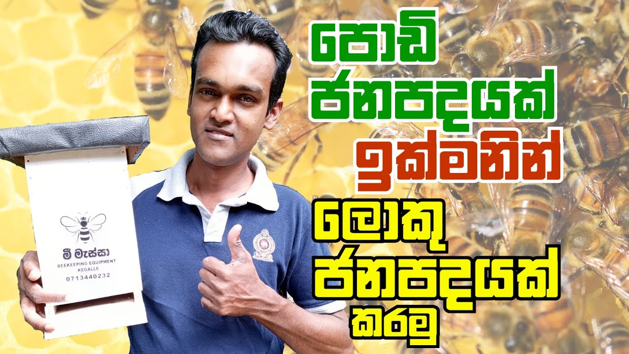 කුඩා මී මැසි ජනපදයක් ඉක්මනින් වර්ධනය කරගනිමු | Grow fast a small bee hive