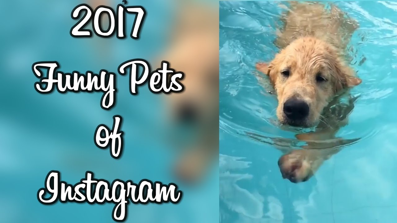 Funny Pets of Instagram - 2017 Popular Videos