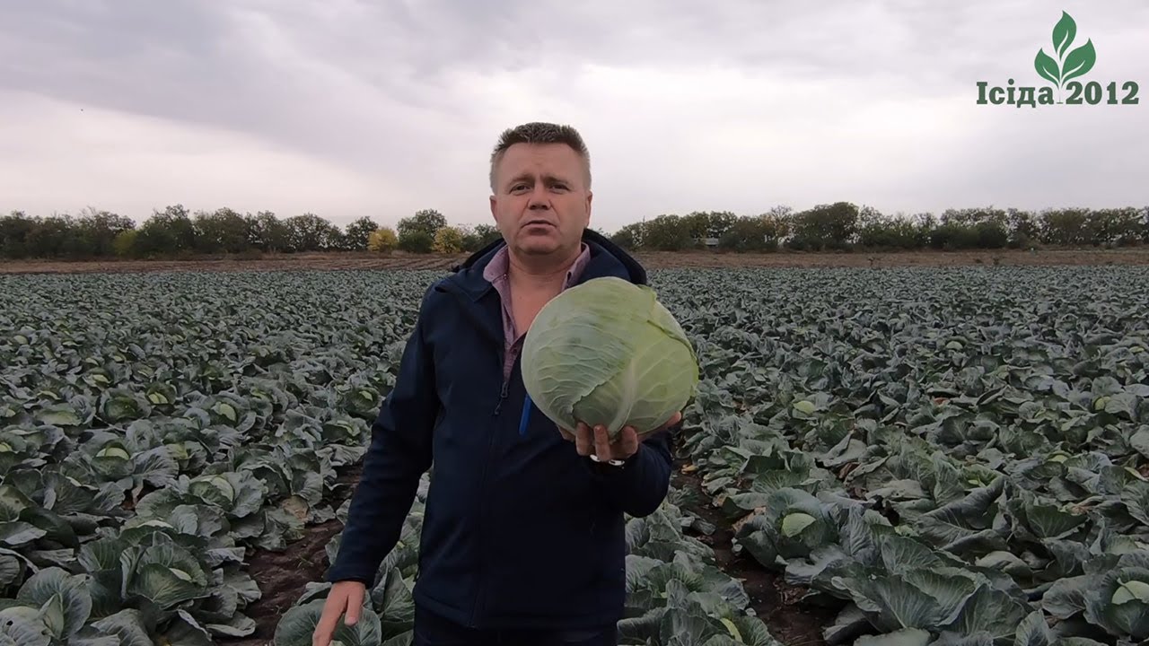 Найкраща капуста для переробки Вестрі F1 (Vestri F1) від компанії Seminis