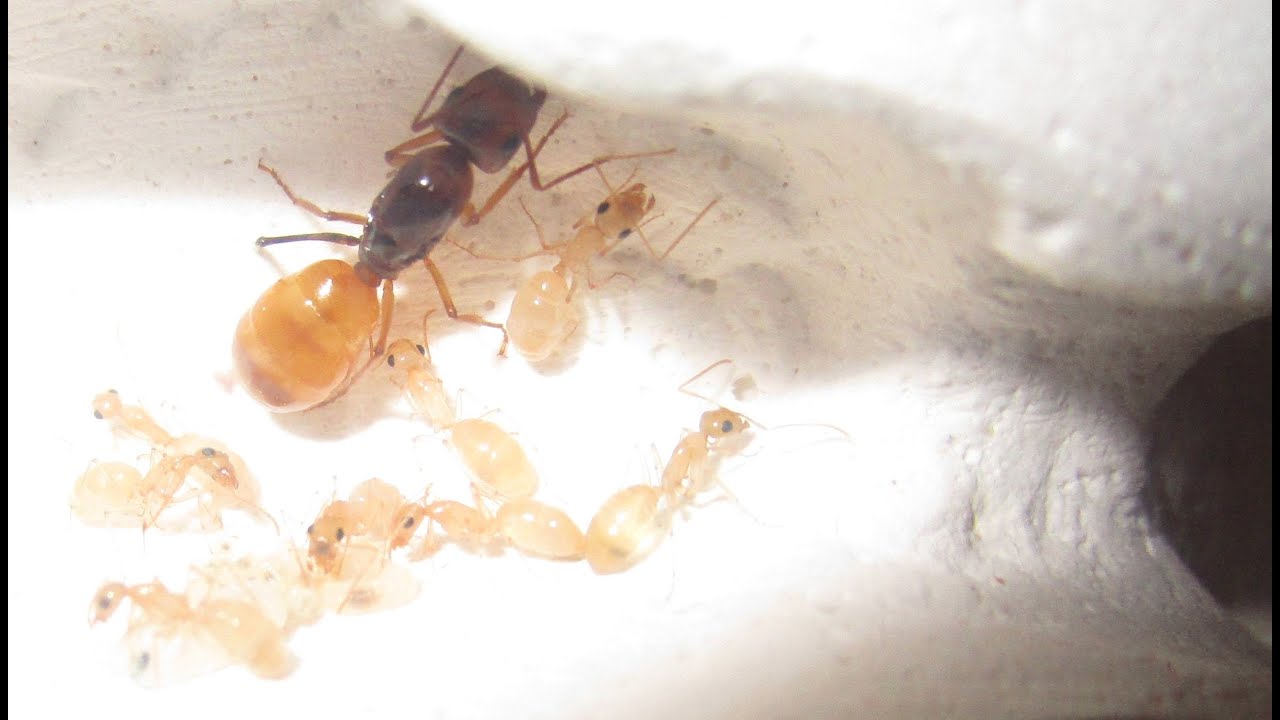 Camponotus fedtschenkoi описание