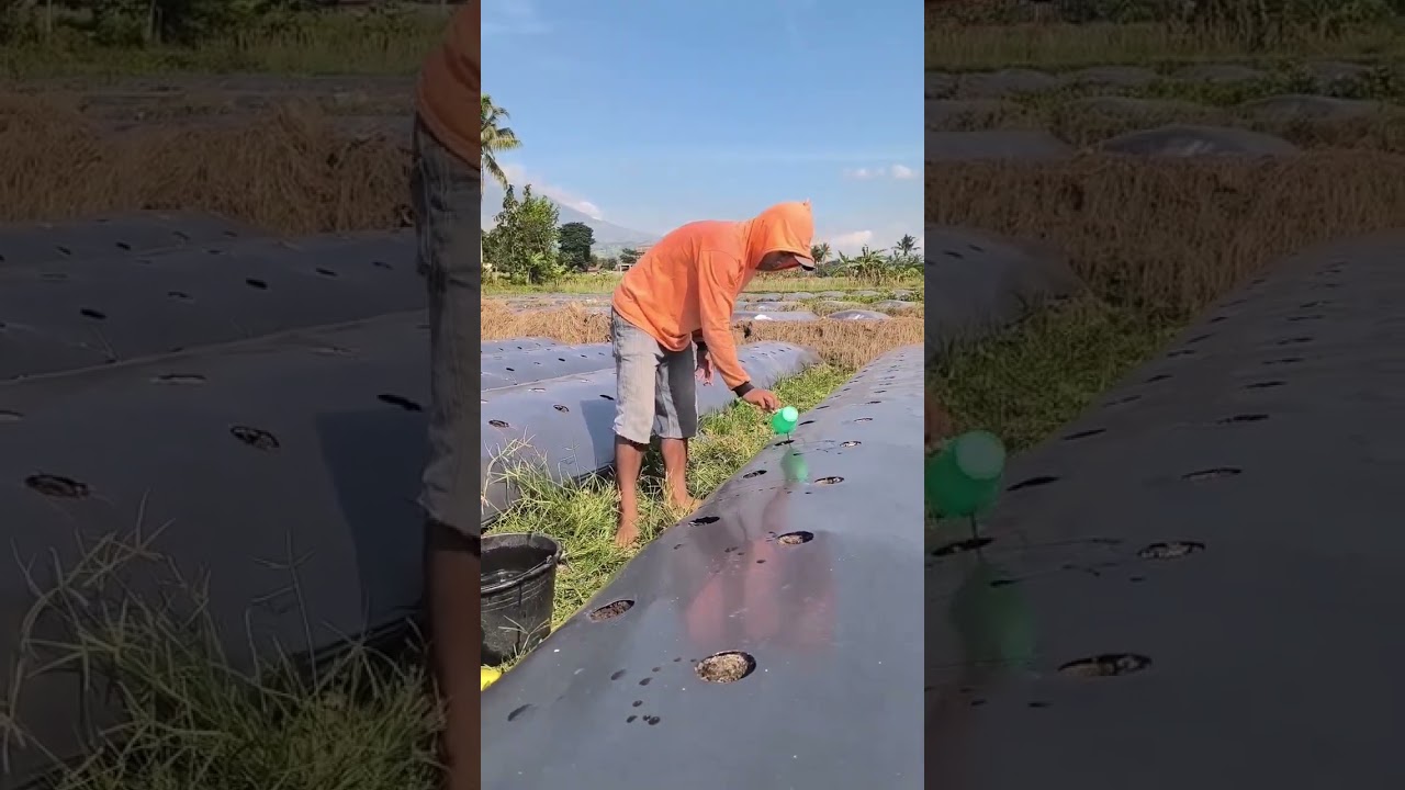 pesona tanaman cabe rawit Mbah wito