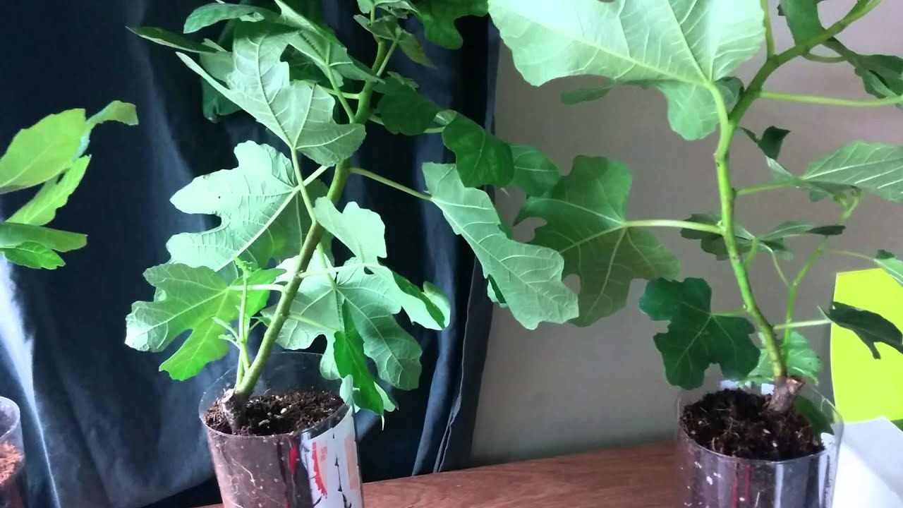 Fig tree Propagation-Humidity Chamber = Massive Growth
