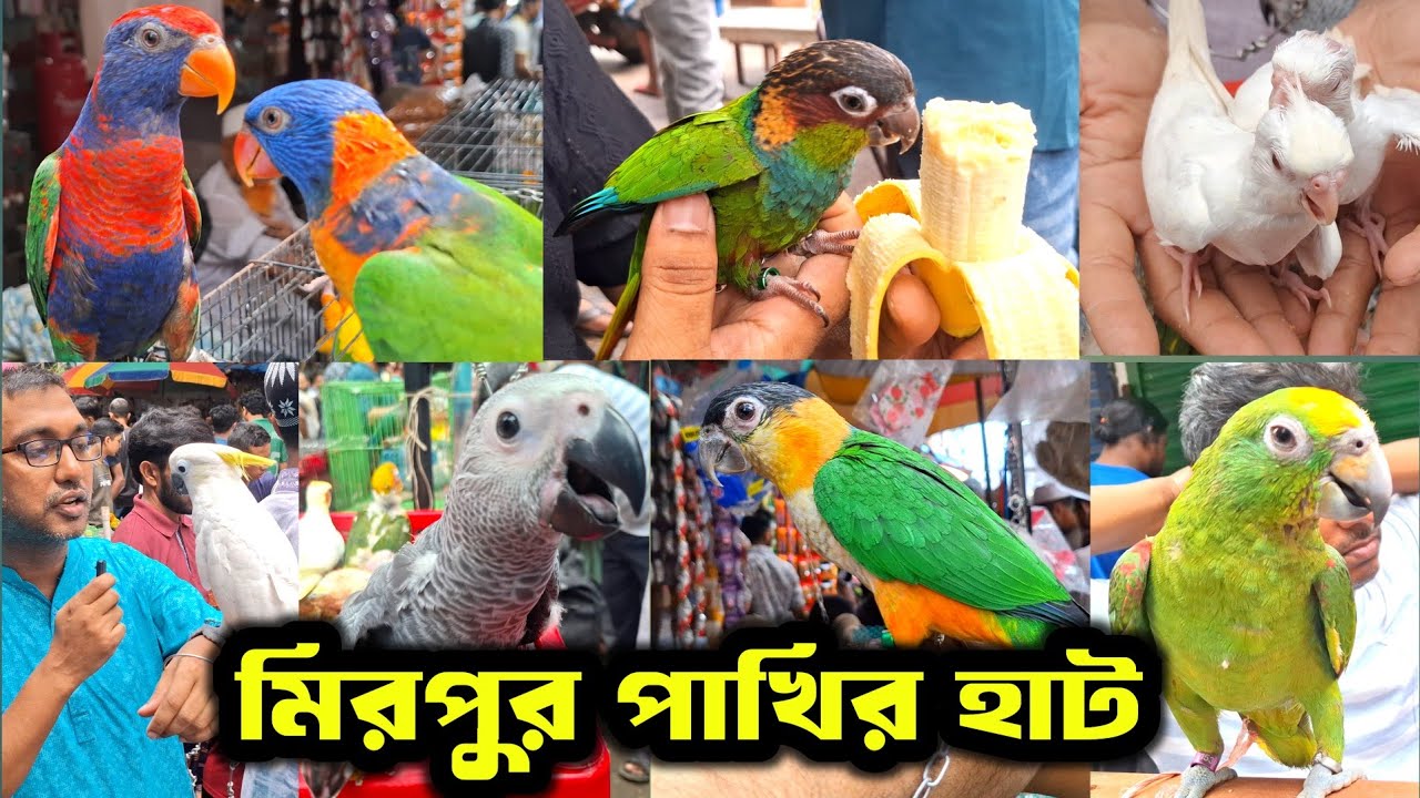 বাংলাদেশ বিখ্যাত পাখির হাট মিরপুর - ০১ | The Biggest Birds Market in Bangladesh