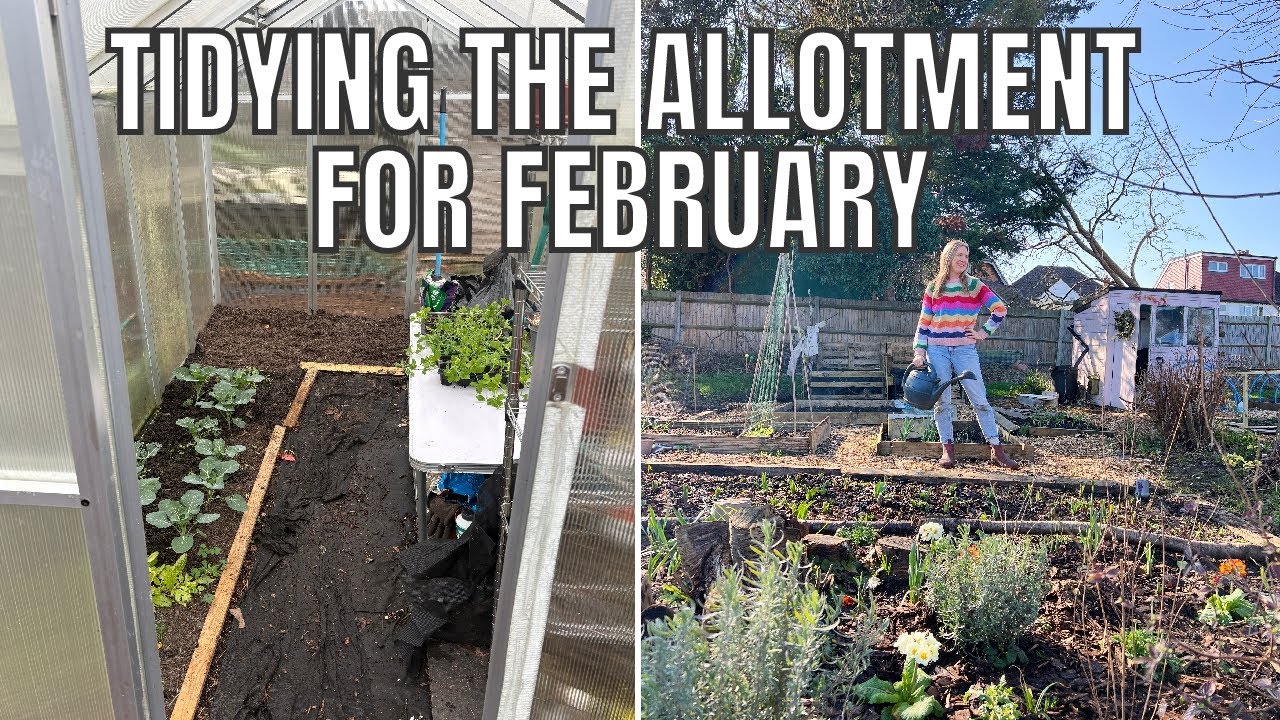 TIDYING THE ALLOTMENT FOR FEBRUARY / ALLOTMENT GARDENING UK