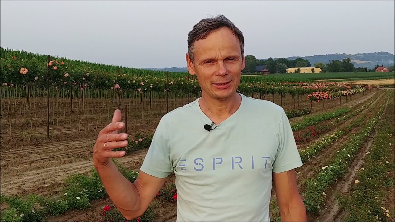 Róże pienne. Przegląd odmian odpowiednich do różnych zastosowań.