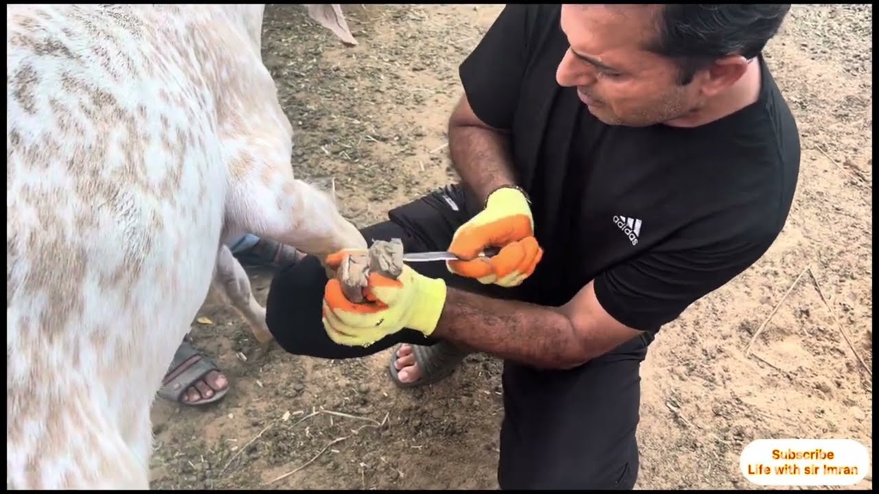 Aj breeder bakray “Teepu” k nails katay | Nails trimming of goats | goat farming @LifewithSirImran