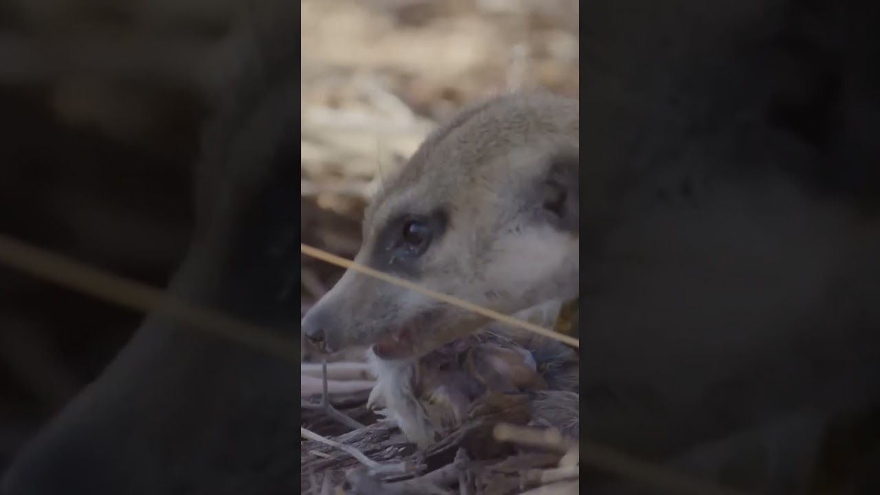🐀 Suricata vs Roedor #Suricatas #VidaSelvagem