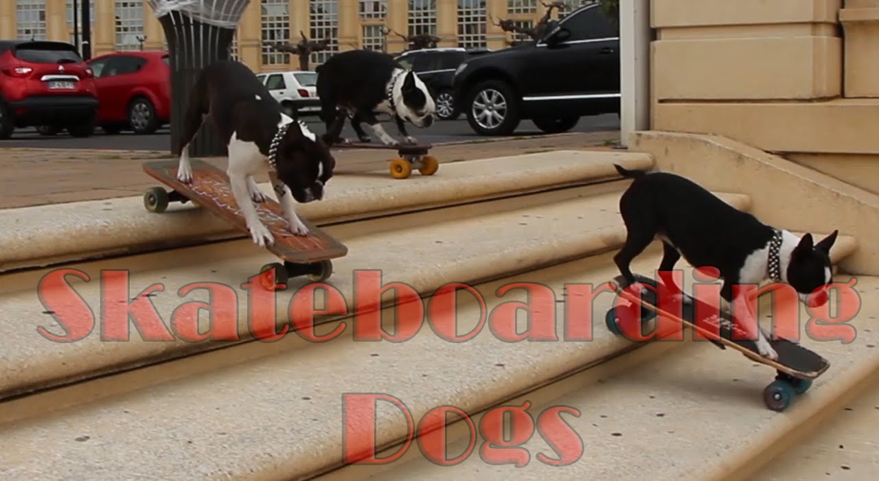 3 dogs skateboarding down 20 steps