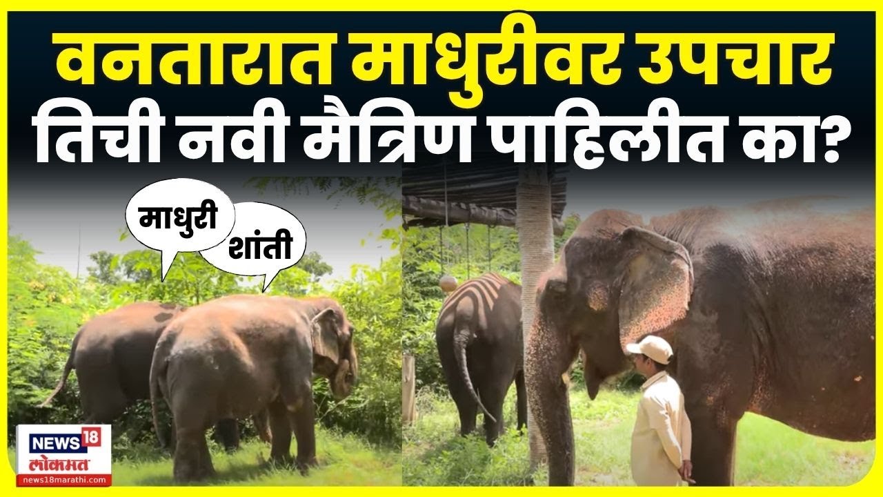 Madhuri Elephant News: माधुरीवर उपचार करणाऱ्या डॉक्टरांकडून जाणून घ्या ती कशी आहे? Vantara N18V