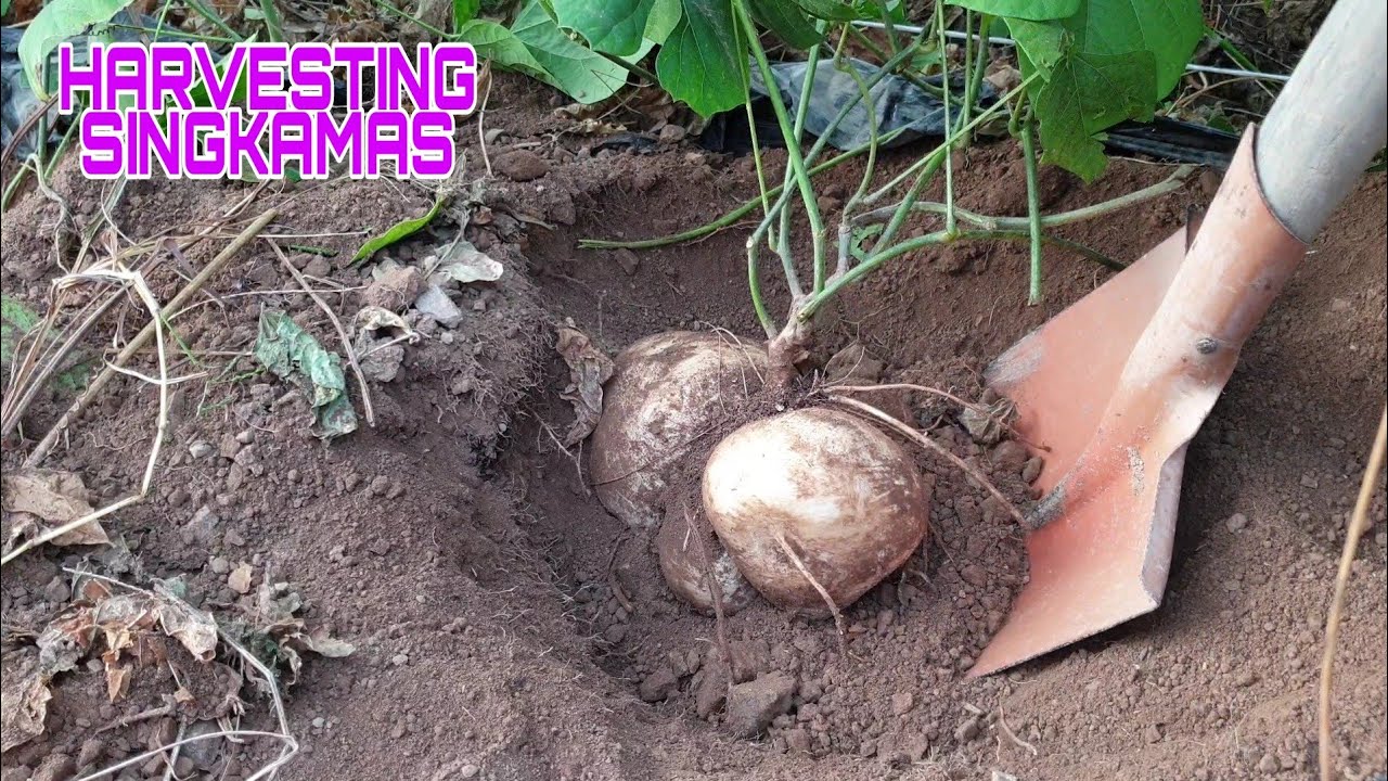 HARVESTING TIME NG SINGKAMAS