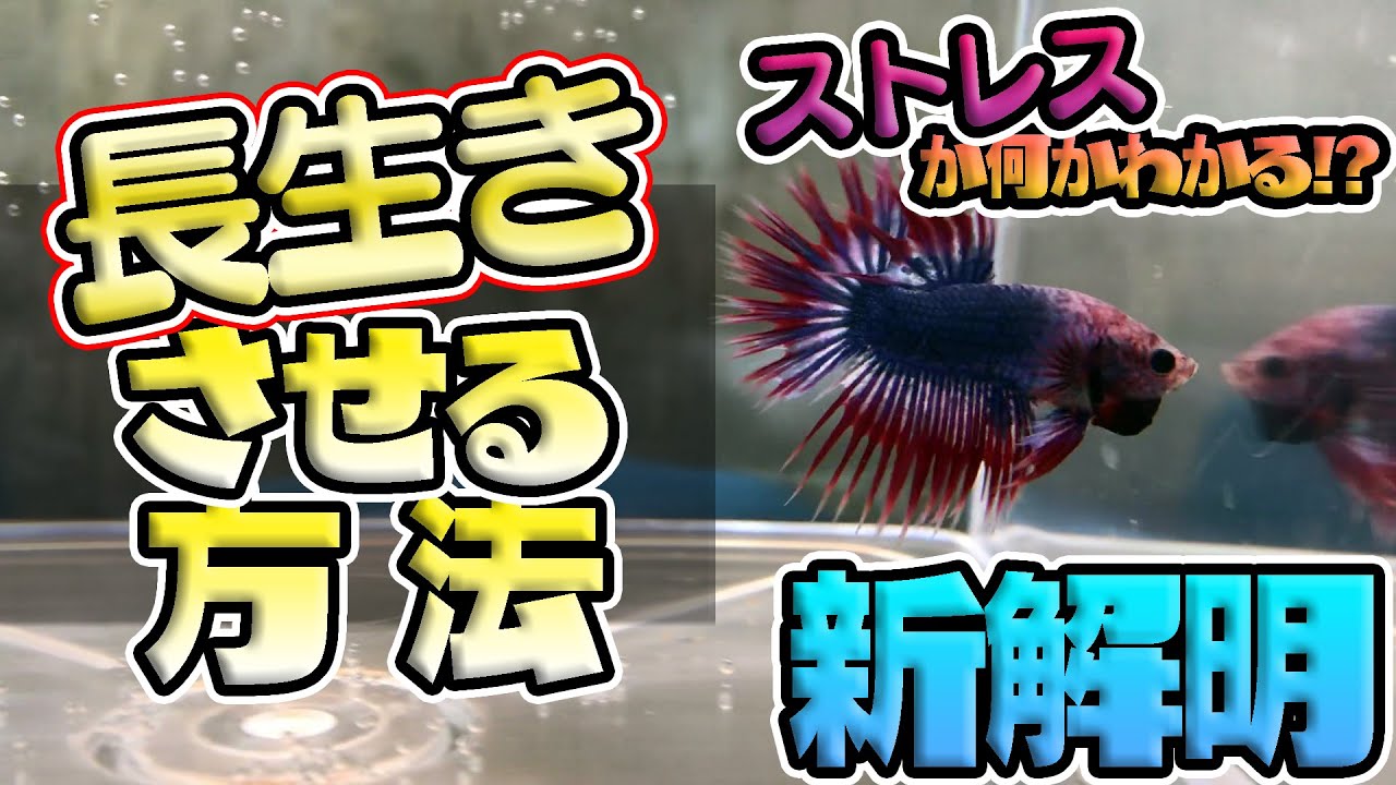 【ベタのストレスとは】ベタを長生きさせる方法【ベタ飼育】