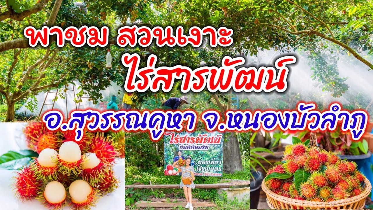 พาชม สวนเงาะ ไร่สารพัฒน์ ต.บุญทัน อ.สุวรรณคูหา จ.หนองบัวลำภู | ท่องเที่ยวเชิงเกษตร เมืองหนองบัวลำภู