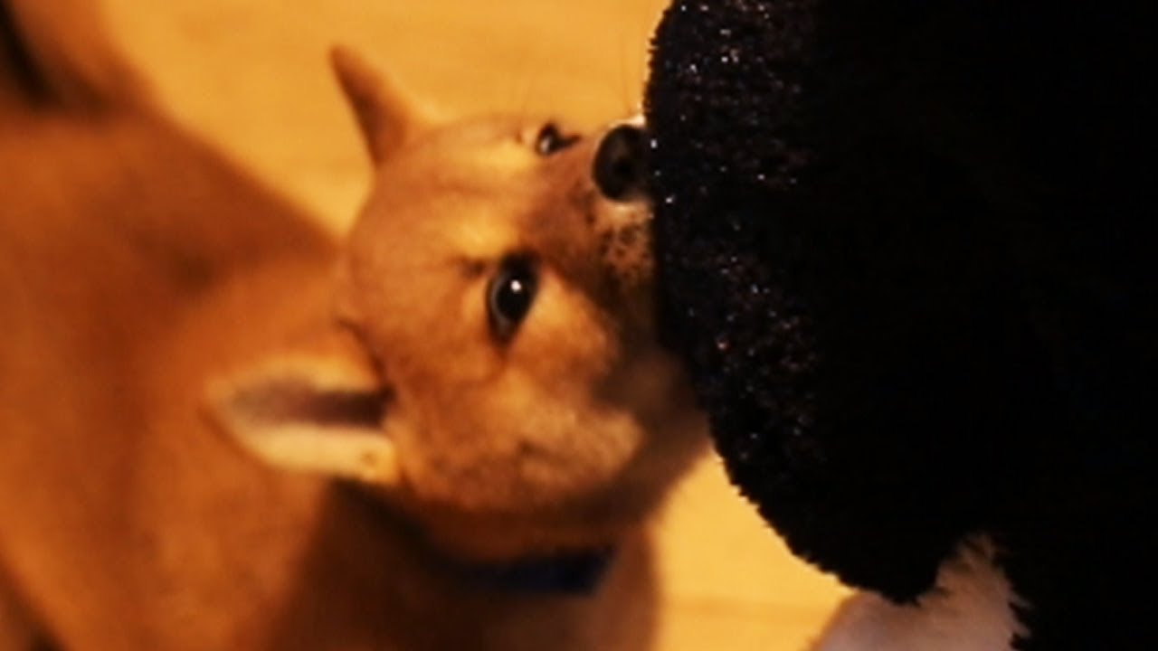 Playing With a Shiba Puppy for 10 Minutes