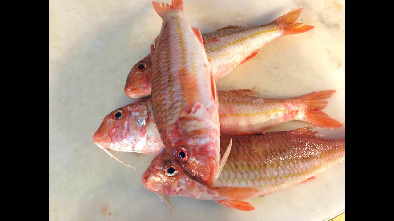 Rouget Barbet ; Poisson Rouge de Roche ; Surmulet ; Red Mullet ; Salmonete ; Bretagne ; France