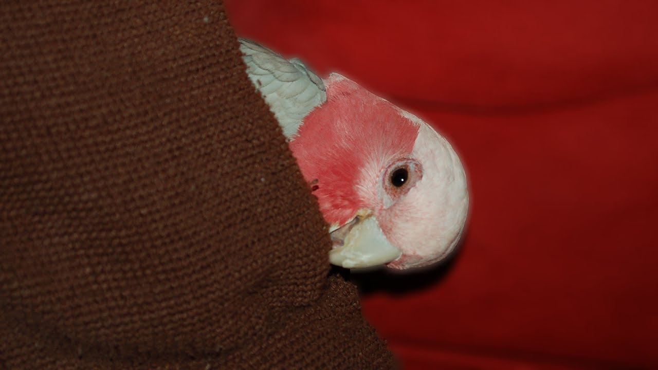 Hilarious Galah Cockatoo | Bandit Boy Antics