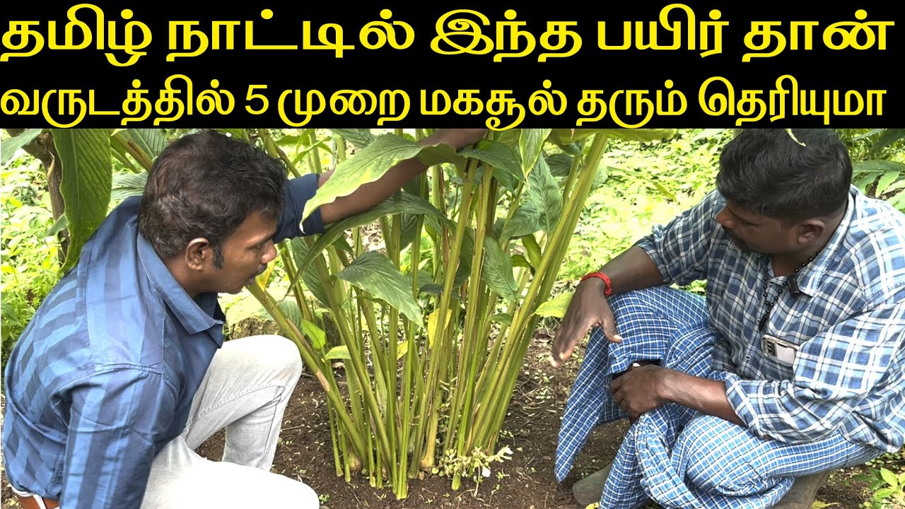 ஏக்கருக்கு குறைந்தது 10 லட்சம் வருமானம் தருமாம் /It will yield at least 10 lakhs per acre.