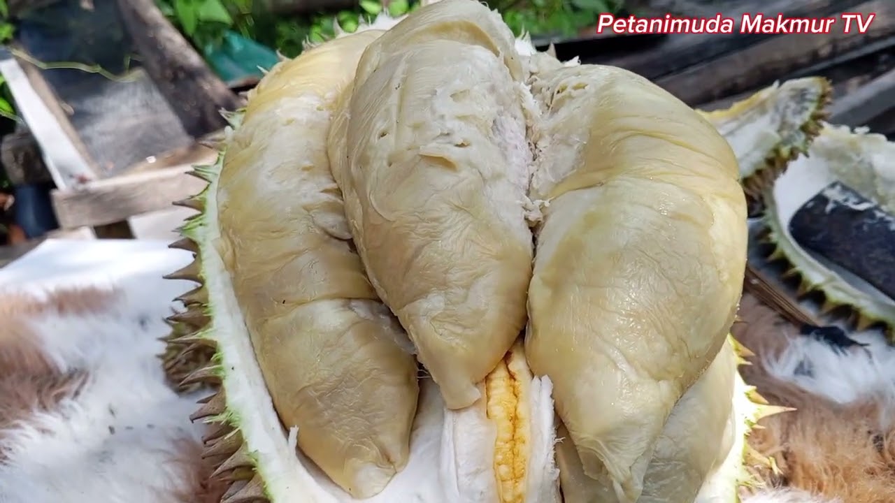 DURIAN GAJAH GEMOY premium Lokal gak sanggup dimakan satu orang #Durian #pecintadurian 